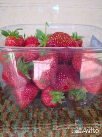 Клубника Прими.Персик саженец