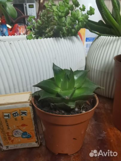 Комнатные растения