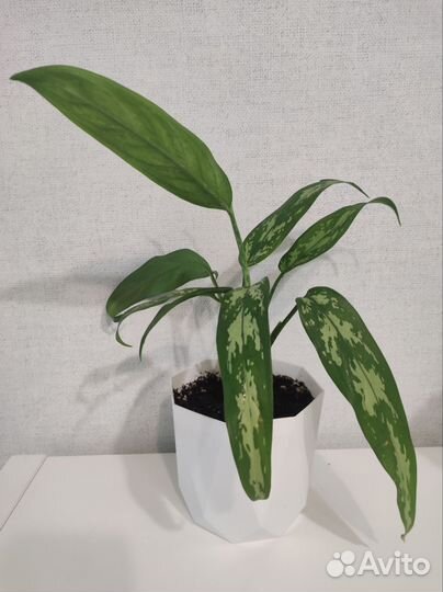 Комнатный цветок