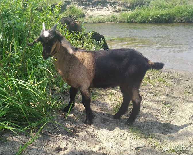 Козлик, козочки