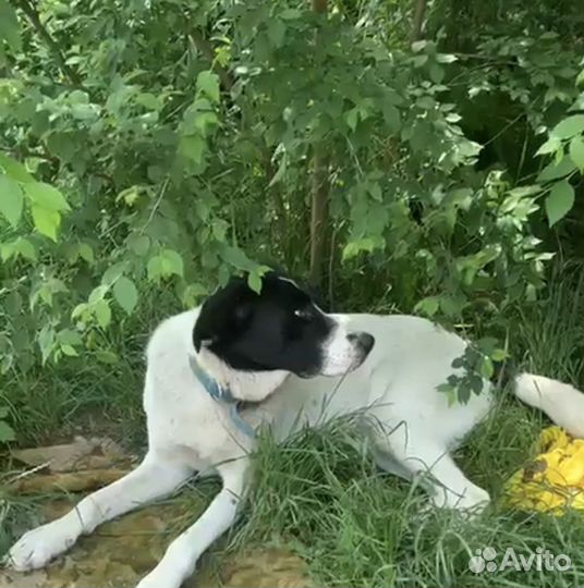 Собака девочка, 1,5 года