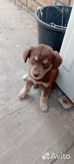 Щенки в добрые руки