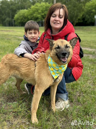 2 года в приюте ждет