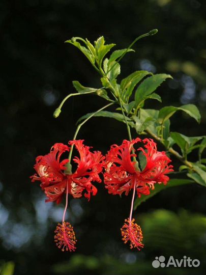 Гибискус шизопеталус продажа/обмен