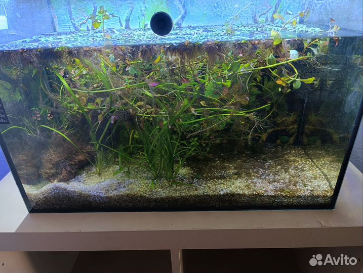 Аквариум