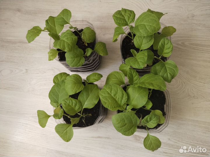 Рассада баклажан