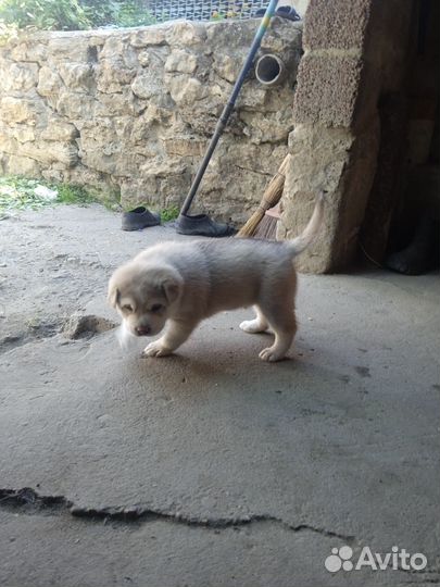 Щенок волчицы