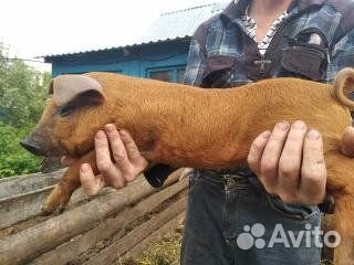 Поросята