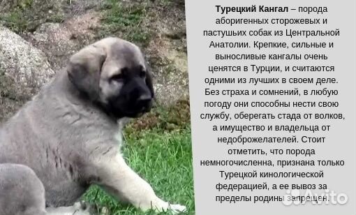 Турецкие породы собак с фотографиями и названиями