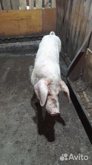 Свин осеменитель