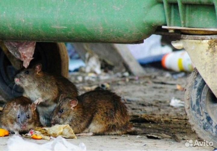 Дезинфекция Уничтожение тараканов