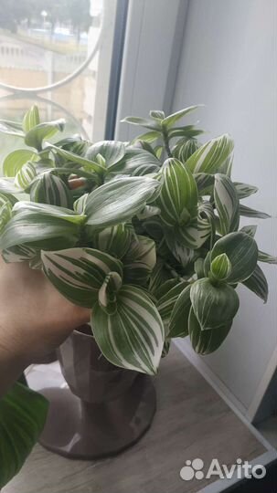 Традесканция зебрина