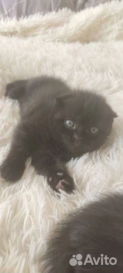 Вислоухие котята