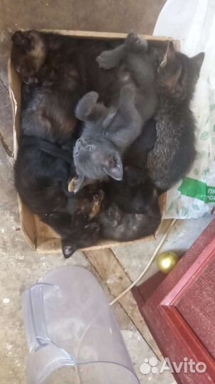 Прекрасные кошкины детки ищут заботливые ручки