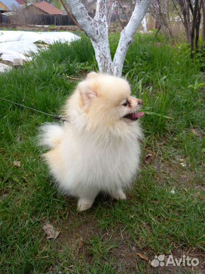 Вязка кобеля