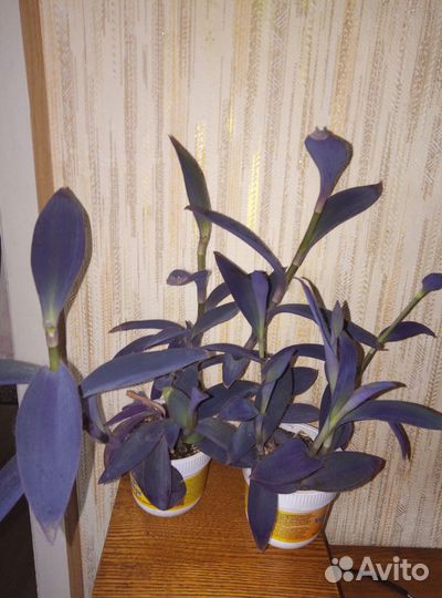 Комнатные цветы