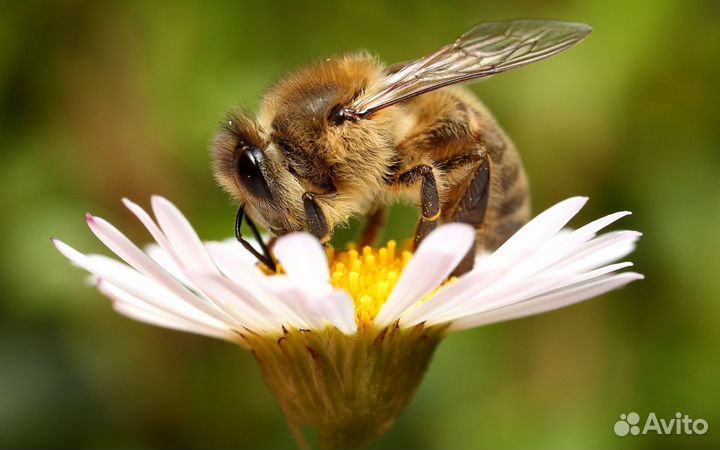 Пчелопакеты
