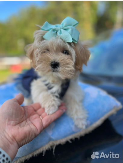 Мальтипу f1 mini