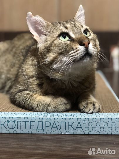 Необыкновенно умный кот