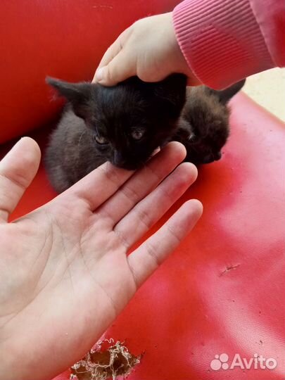 Домашние животные бесплатно, котята