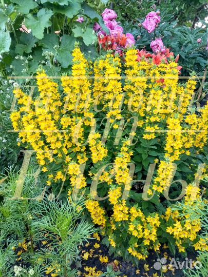 Многолетники для сада цветы