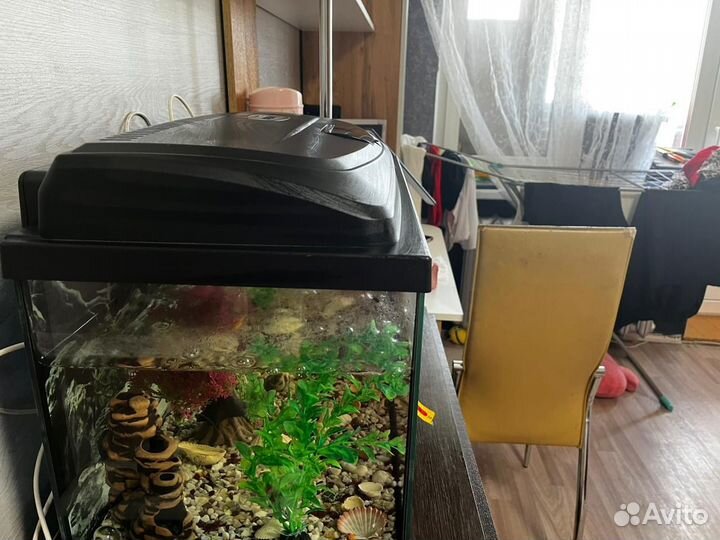 Аквариум с рыбками