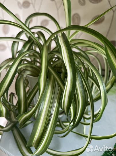 Хлорофитум (кудрявый)
