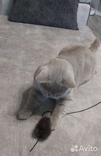 Кот Британец