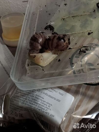 Улитки ахатины