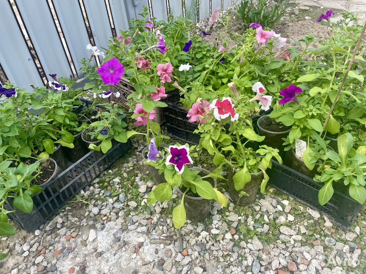 Петунии в кашпо