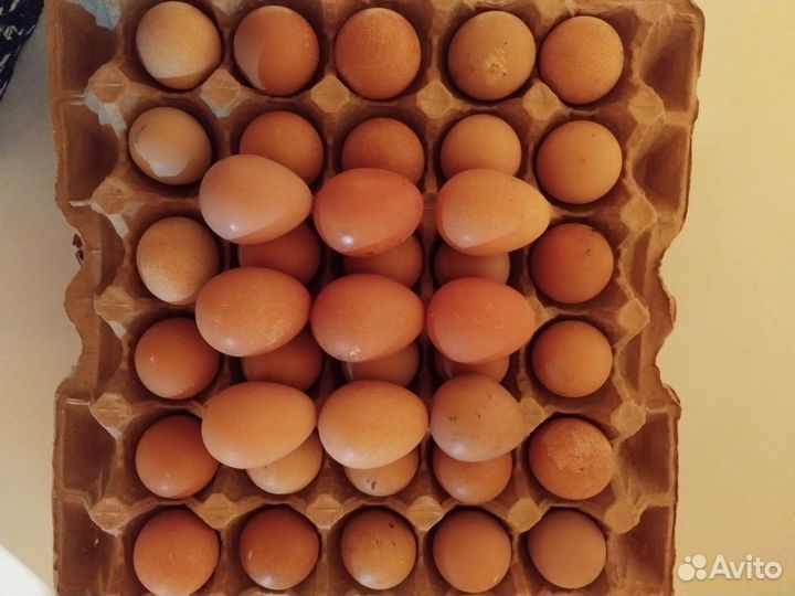 Яйцо цесарки