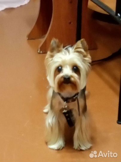 Стрижка собак