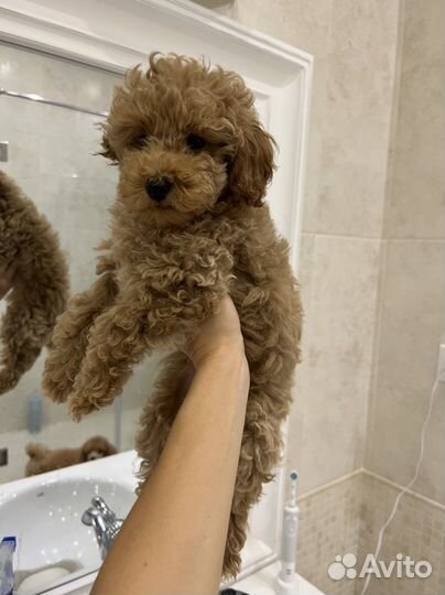 Той-пудель РКФ (щенки)