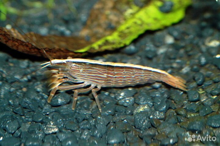 Креветка Фильтратор (Atyopsis Moluccensis)