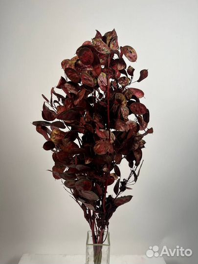 Лунария сухоцвет