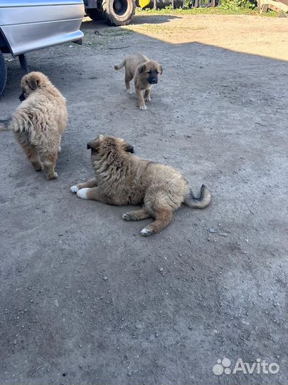 Щенок метис