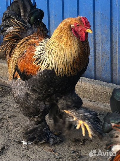 Куры и петухи брама