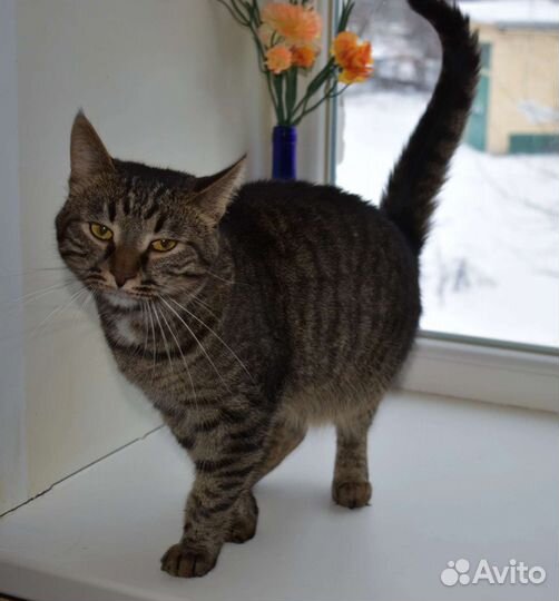Красивый Котофей в дар