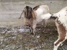Англонубийские козы объявление продам