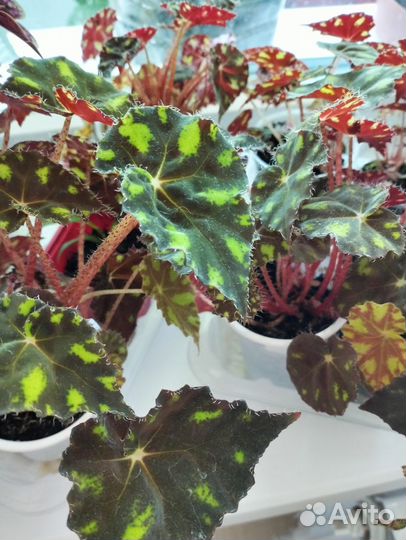 Бегония тигровая, привезу
