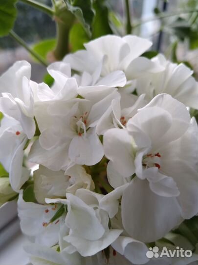 Пеларгония герань сортовая