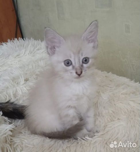 Тайские котята