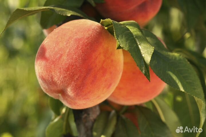 Саженцы Персика Красная Девица
