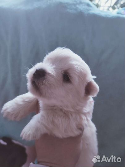 Вест Хайленд Уайт терьер