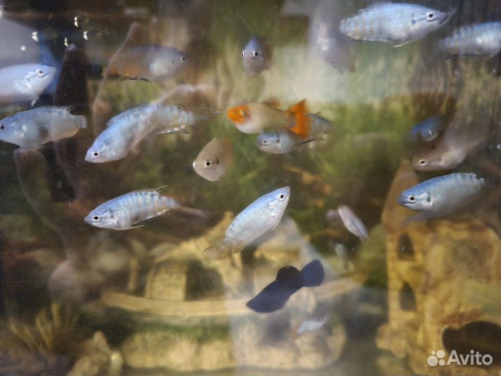 Подростки макропода (2-2.5см)