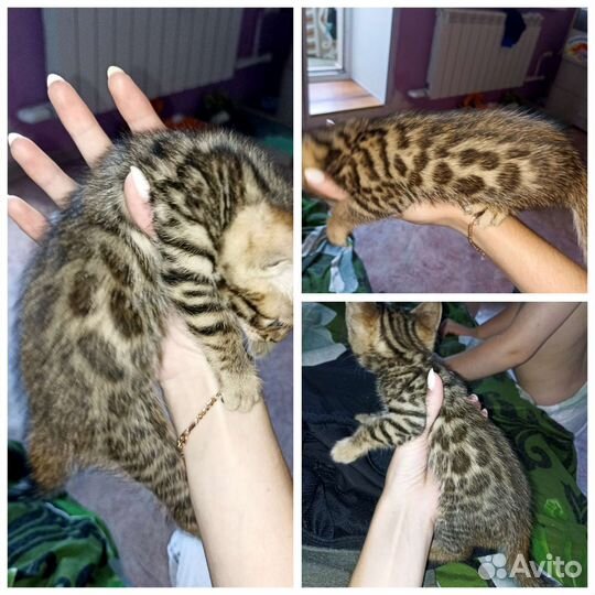 Бенгальская