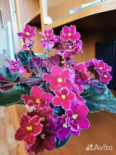 Фиалки цветущие сортовые