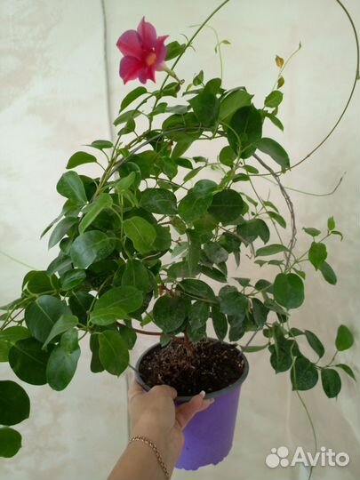 Папоротник