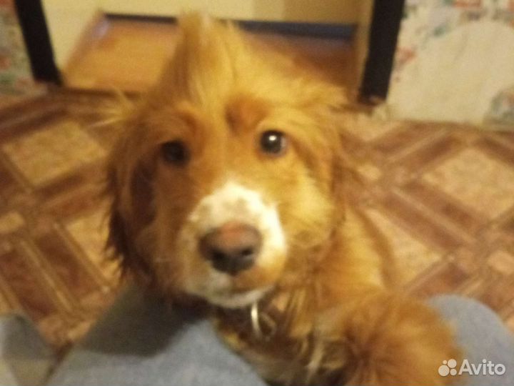 Собака в добрые руки