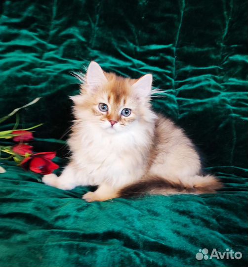 Британская длинношерстная золотая шиншилла